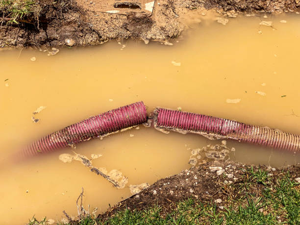 Best Flood damage cleanup  in Reno, NV