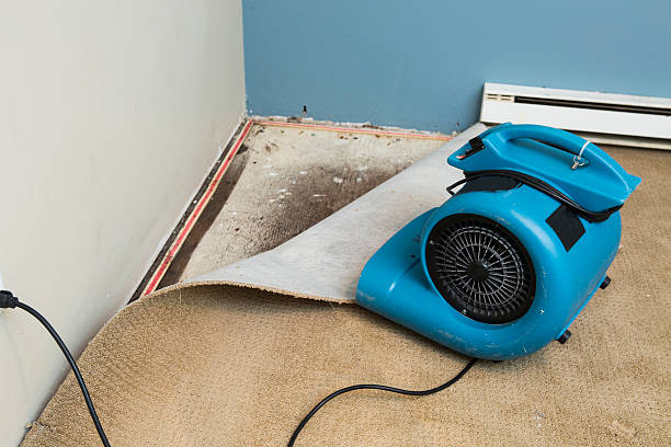 Best Local water damage restoration  in Reno, NV